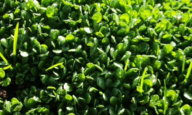 Pamplina de agua, la ensalada silvestre de manantial