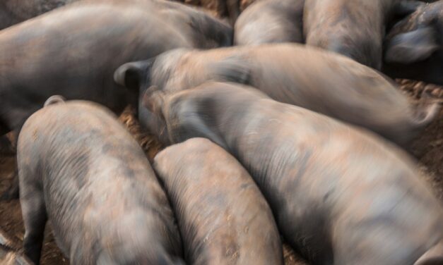 No todo es COVID-19: la peste porcina africana amenaza a Europa