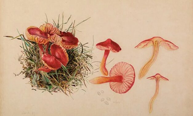 Beatrix Potter, creadora de Peter Rabbit, y su pasión por las setas