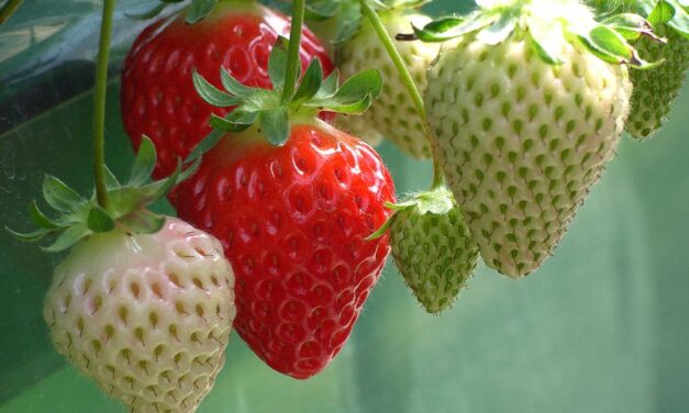 Los derechos de las temporeras de Huelva centran la nueva campaña del Instituto de las Mujeres