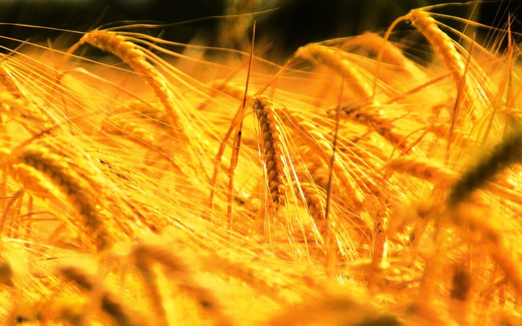 Alza en el precio de los alimentos: si no se considera la concentración corporativa, las cuentas no cuadran