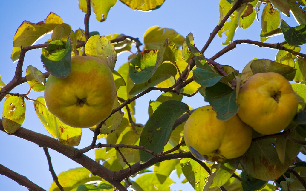 Estado del clima de España 2023: El segundo año más cálido, 7 olas de calor y frutales que florecen en otoño