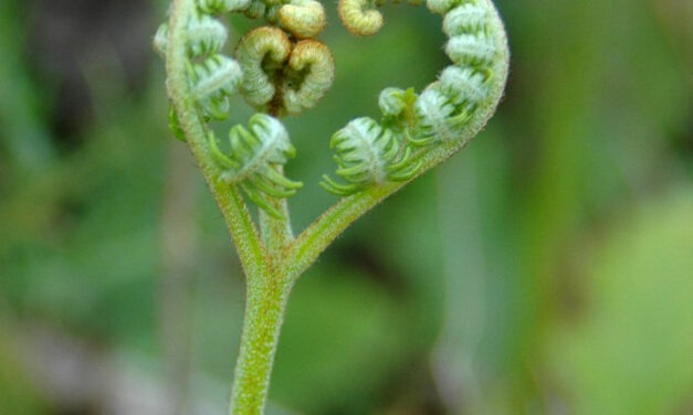 Sembrando el bienquerer entre adolescentes del ámbito rural
