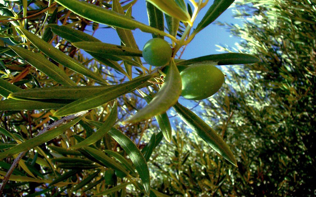 Aceite de oliva: nuestro tesoro cultural es poco consumido en el mundo