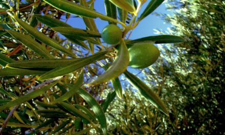 Aceite de oliva: nuestro tesoro cultural es poco consumido en el mundo