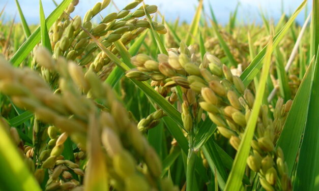 El Gobierno de Meloni autoriza un ensayo de campo de arroz modificado genéticamente: “Italia ya no es un país garantizado sin OMG”