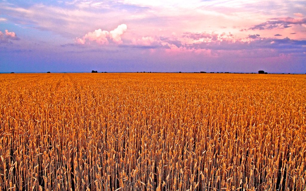 ‘Bioinsumos corporativos: El nuevo negocio tóxico de la agroindustria’, reciente reportaje en profundidad de ‘GRAIN.org’