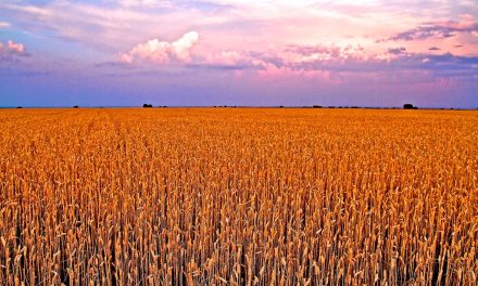 ‘Bioinsumos corporativos: El nuevo negocio tóxico de la agroindustria’, reciente reportaje en profundidad de ‘GRAIN.org’