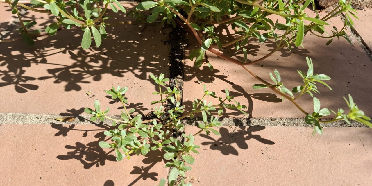 Suculenta receta marroquí de verdolaga o «nunca-muere»: Verdura medicinal que crece hasta entre las piedras