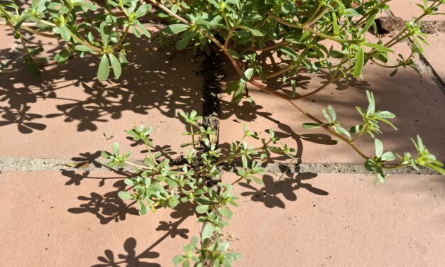 Suculenta receta marroquí de verdolaga o «nunca-muere»: Verdura medicinal que crece hasta entre las piedras