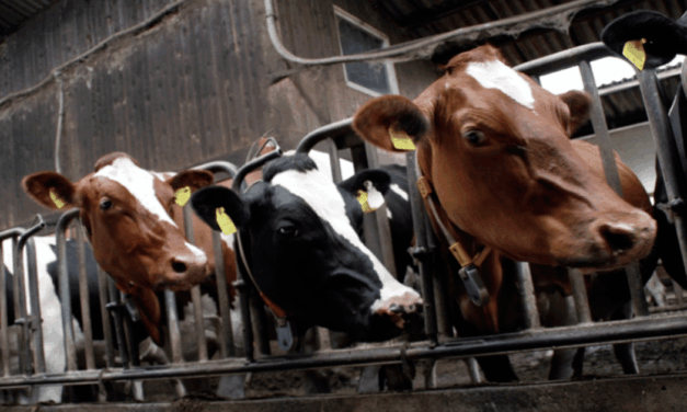 Organizaciones agrarias y ecologistas coinciden en celebrar el fin definitivo de la macrogranja de Noviercas