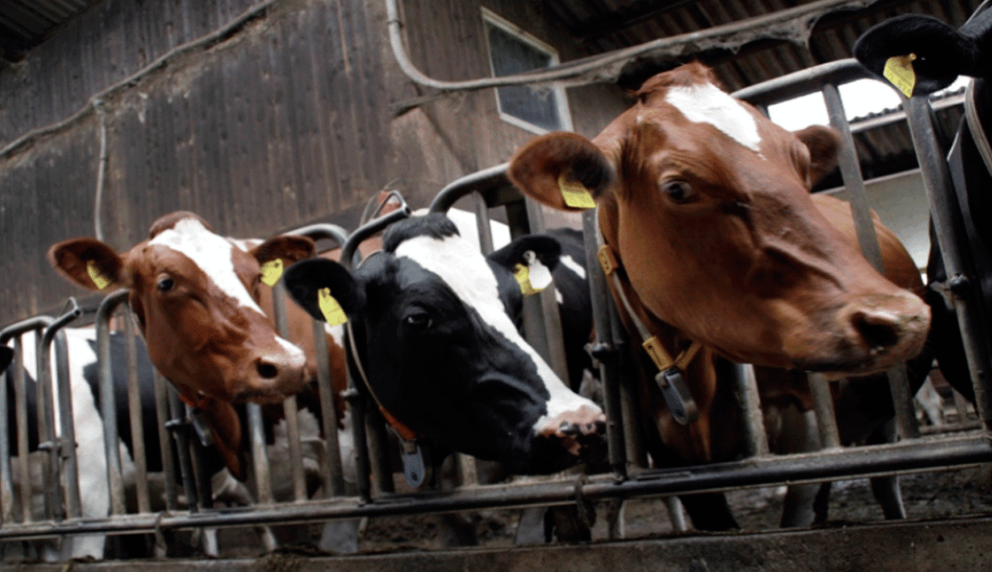 Organizaciones agrarias y ecologistas coinciden en celebrar el fin definitivo de la macrogranja de Noviercas