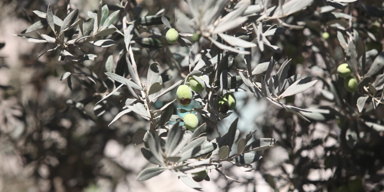 Genocidio y ecocidio: Israel ha destruido más de tres millones de olivos y frutales desde la Nakba