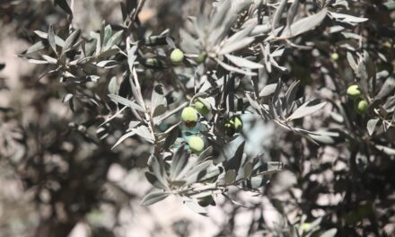 Genocidio y ecocidio: Israel ha destruido más de tres millones de olivos y frutales desde la Nakba