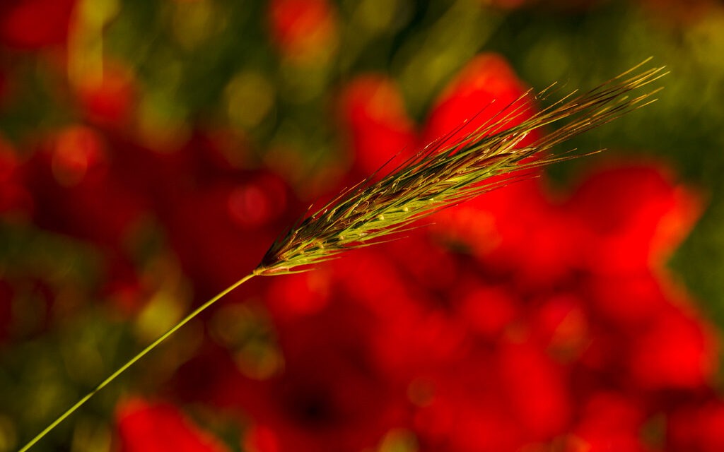 La Vía Campesina lamenta la desregulación de las Nuevas Técnicas Genómicas vegetales en la UE: “Un error estratégico para la soberanía alimentaria de Europa”