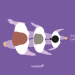 #8M26: FADEMUR reclama políticas urgentes contra la violencia de género y mayor reconocimiento para las mujeres rurales