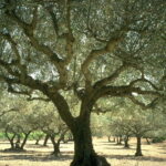 La Vía Campesina europea condena la guerra en Irán y reafirma: «La soberanía alimentaria es esencial para la #paz»