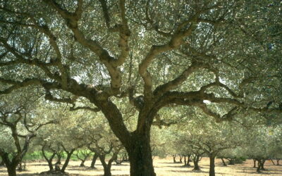 La Vía Campesina europea condena la guerra en Irán y reafirma: «La soberanía alimentaria es esencial para la #paz»