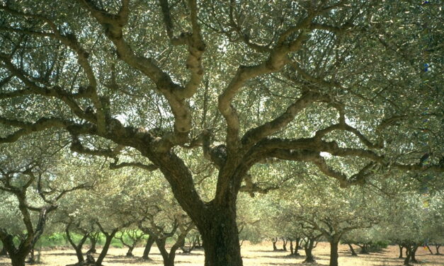 La Vía Campesina europea condena la guerra en Irán y reafirma: «La soberanía alimentaria es esencial para la #paz»
