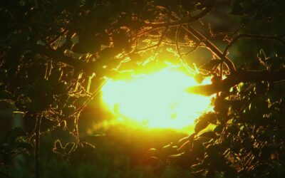 ¿Qué hacer frente a las olas de calor y los incendios? Gestionar mejor el territorio e incorporar la biodiversidad