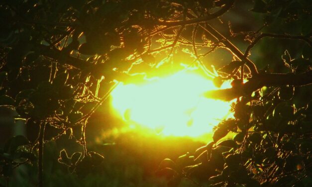 ¿Qué hacer frente a las olas de calor y los incendios? Gestionar mejor el territorio e incorporar la biodiversidad