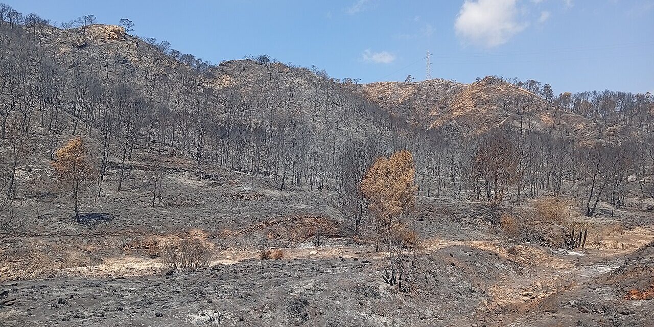 Todas contra el fuego: Organizaciones agrarias, ambientales, sindicales y forestales se unen en un Foro de Acción Rural frente a los grandes incendios 