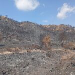Todas contra el fuego: Organizaciones agrarias, ambientales, sindicales y forestales se unen en un Foro de Acción Rural frente a los grandes incendios 