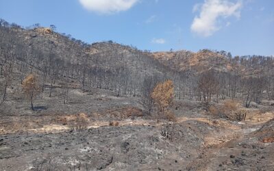 Todas contra el fuego: Organizaciones agrarias, ambientales, sindicales y forestales se unen en un Foro de Acción Rural frente a los grandes incendios