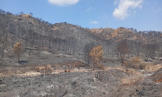 Todas contra el fuego: Organizaciones agrarias, ambientales, sindicales y forestales se unen en un Foro de Acción Rural frente a los grandes incendios 