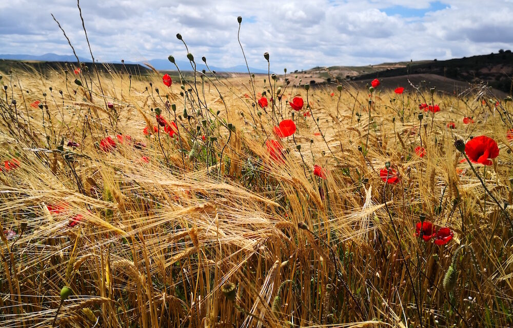 La Unión de Mujeres Agricultoras y Ganaderas reclama igualdad real y liderazgo en el año internacional de la agricultora